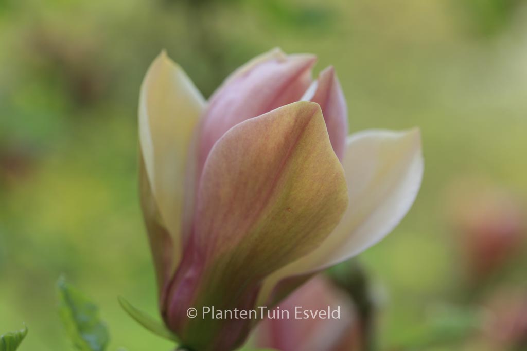 Magnolia brooklynensis ‘Eva Maria’