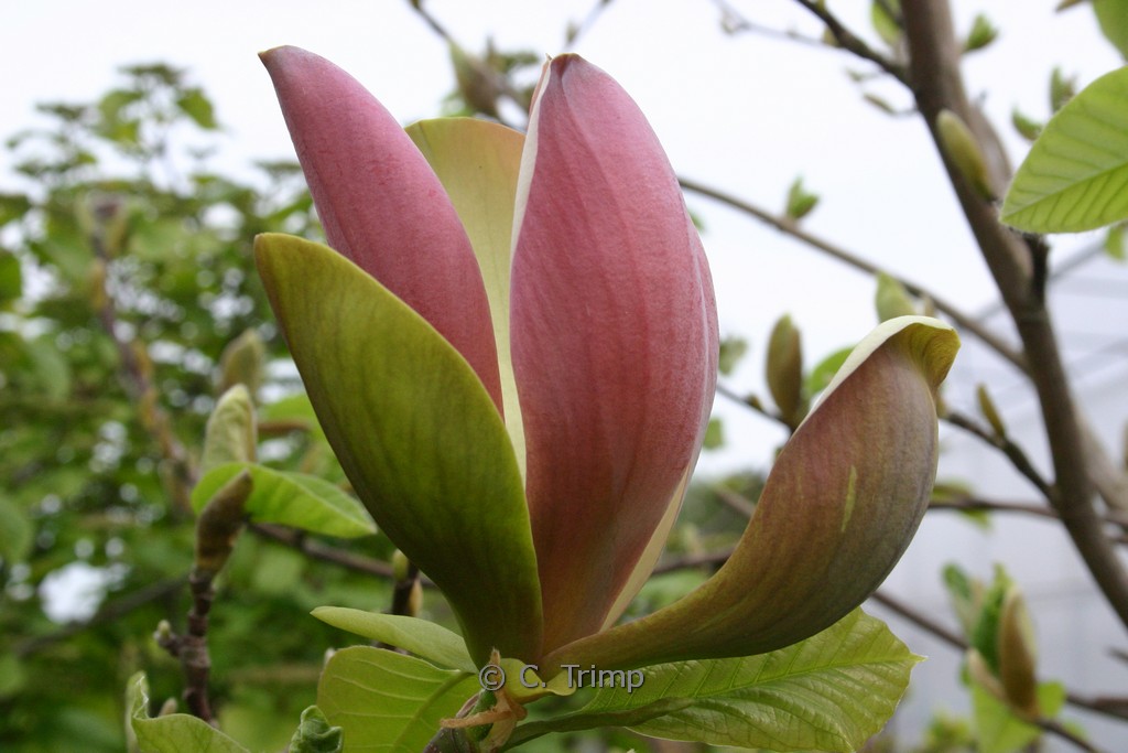 Magnolia brooklynensis ‘Woodsman’