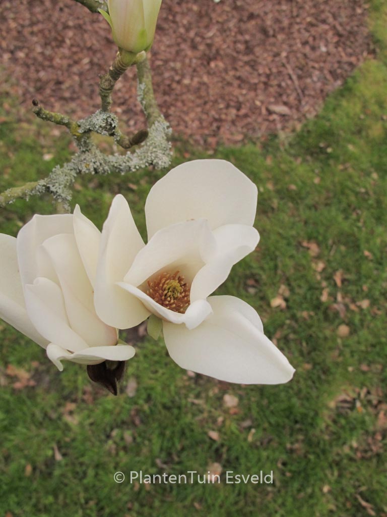 Magnolia cylindrica