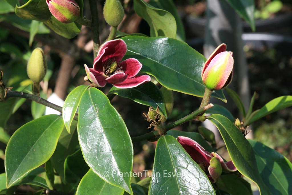Magnolia figo ‘Purple Queen’