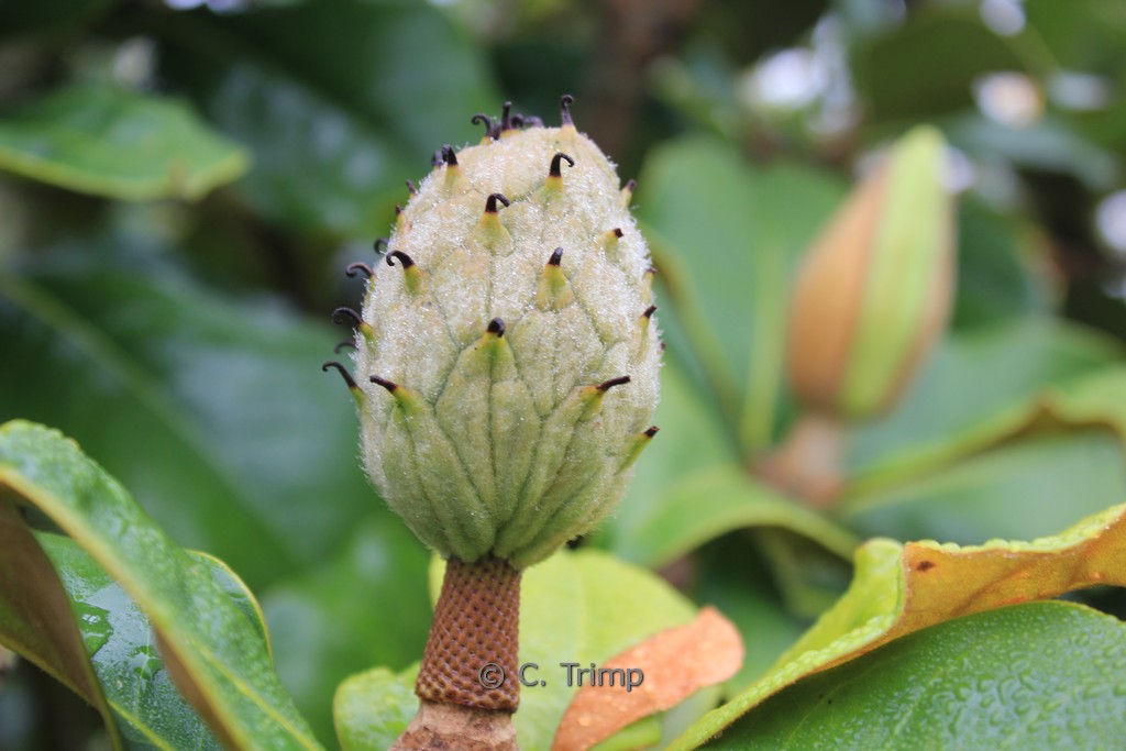 Magnolia grandiflora ‘Goliath’