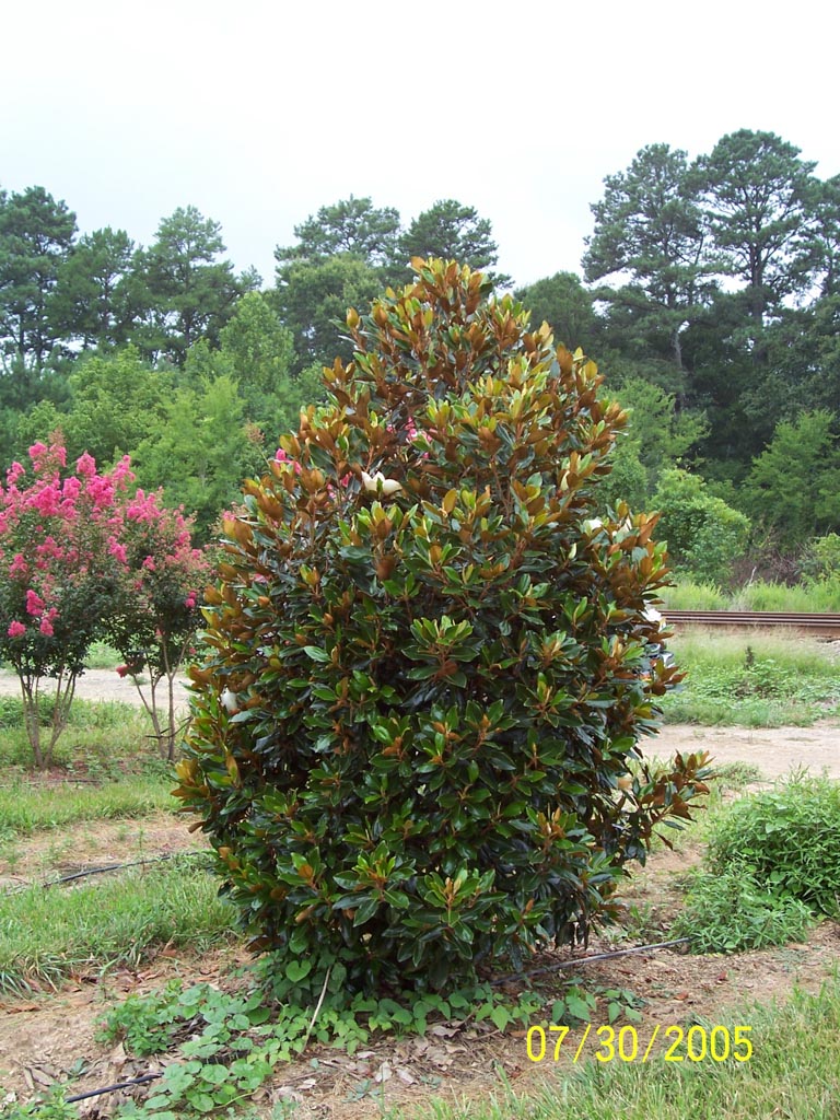 Magnolia grandiflora ‘Little Gem’