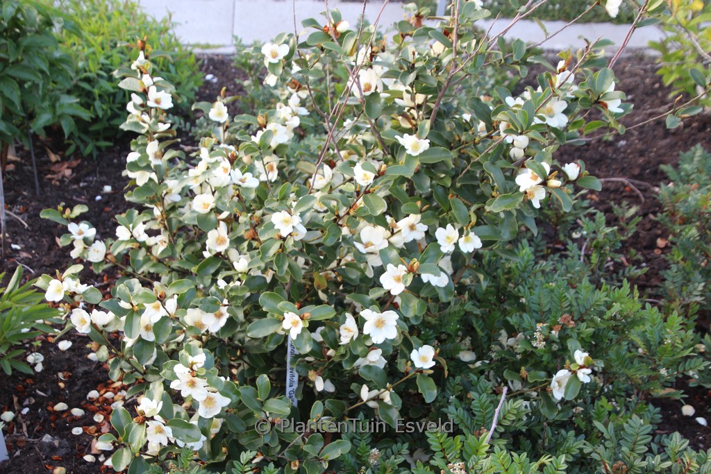 Magnolia laevifolia ‘Gail’s Favourite’