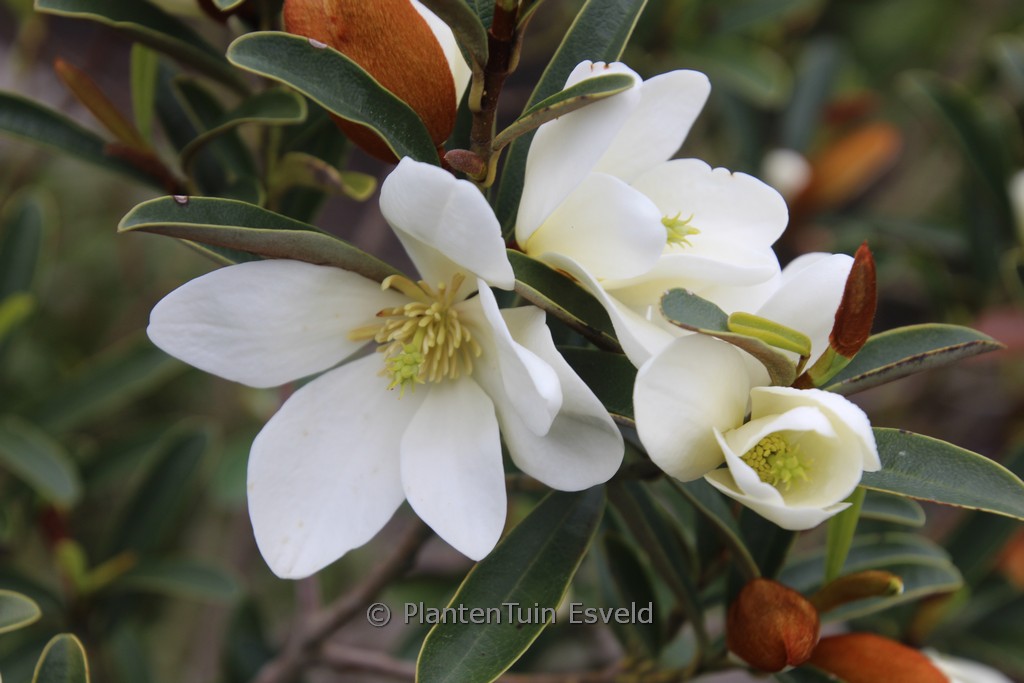 Magnolia laevifolia ‘Willow Leaf’