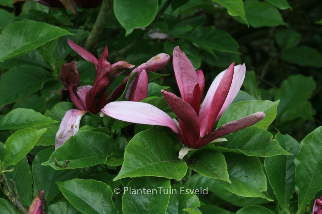 Magnolia liliiflora ‘Nigra’