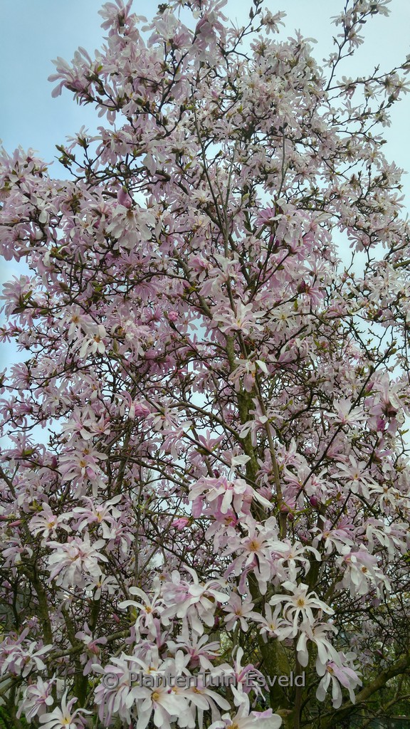 Magnolia loebneri ‘Leonard Messel’