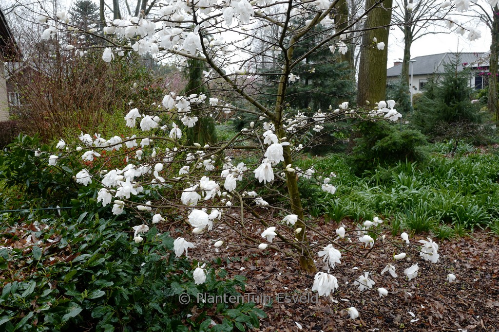 Magnolia loebneri ‘Wildcat’