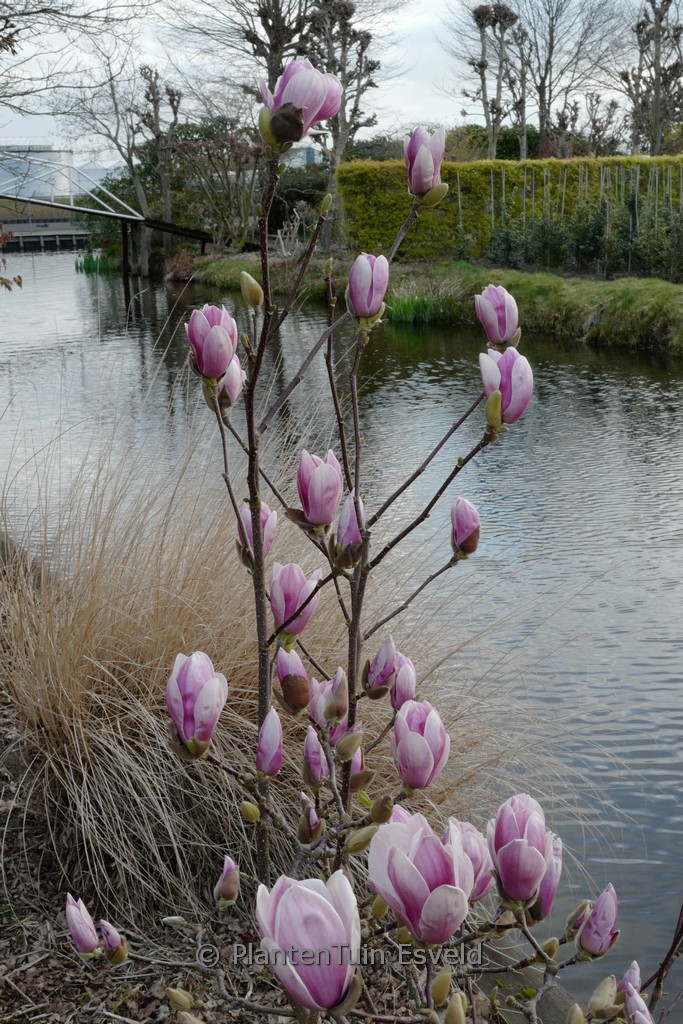 Magnolia multiflora