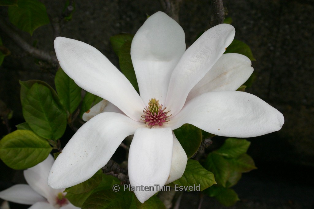 Magnolia soulangeana ‘Satisfaction’