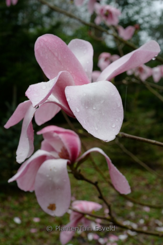 Magnolia sprengeri ‘Westonbirt’