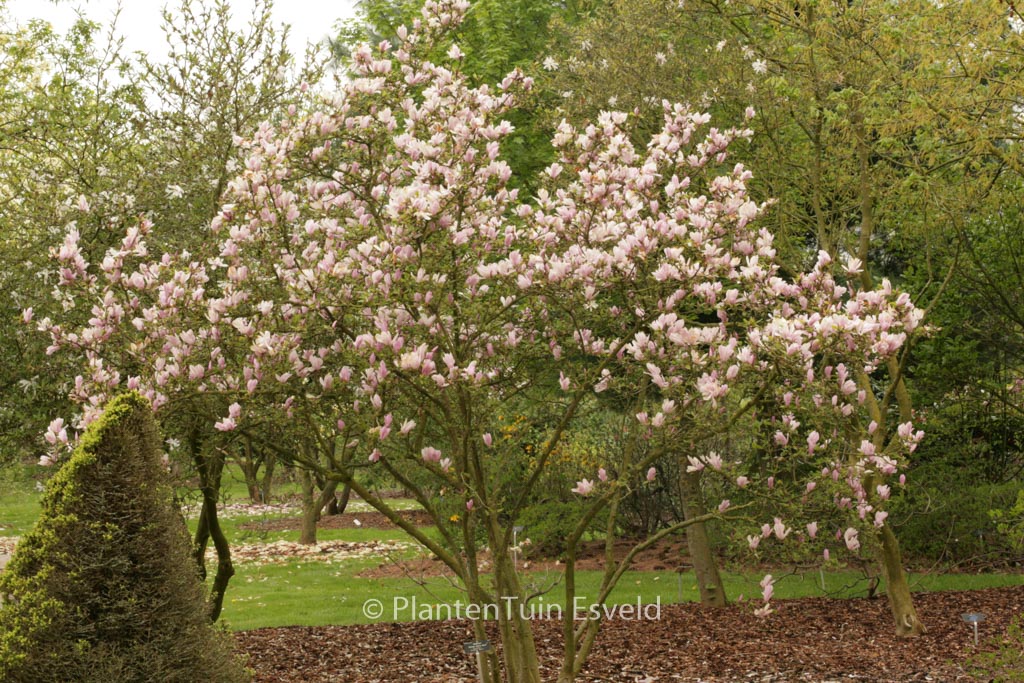 Magnolia stellata ‘George Henry Kern’