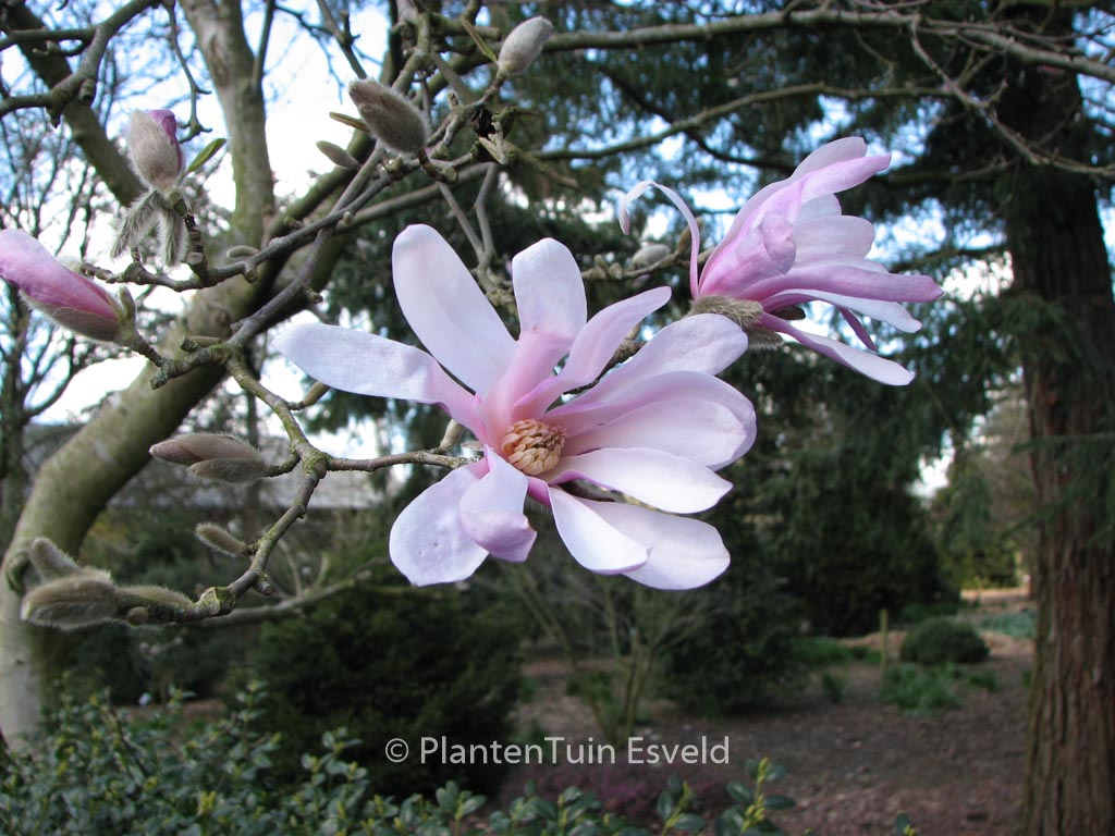 Magnolia stellata ‘Rosea’