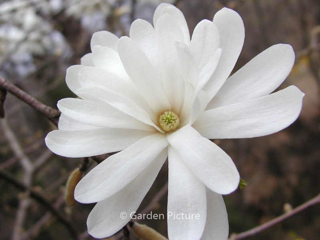 Magnolia stellata ‘Royal Star’