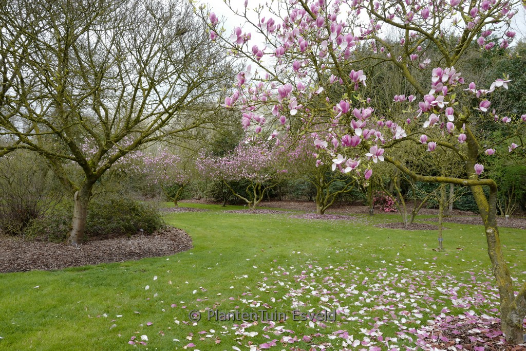 Magnolia veitchii