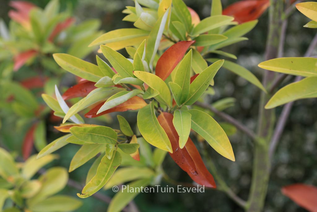Magnolia virginiana ‘Henry Hicks’