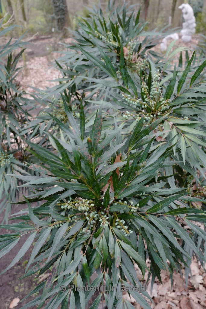 Mahonia eurybracteata ‘Minganpi’ (SWEET WINTER)
