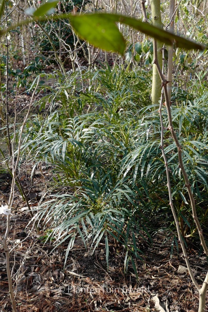 Mahonia eurybracteata ganpinensis