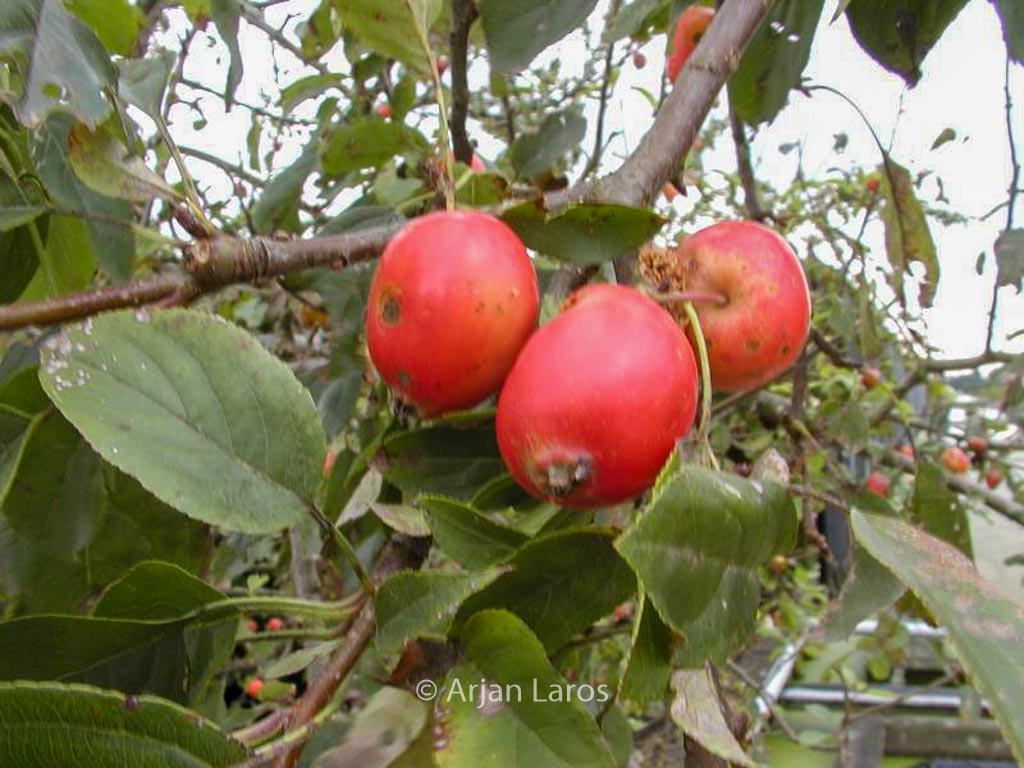 Malus ‘John Downie’