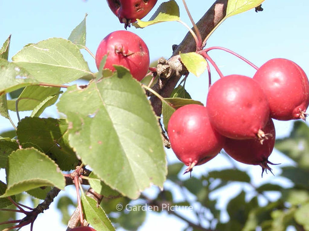 Malus ‘Makamik’