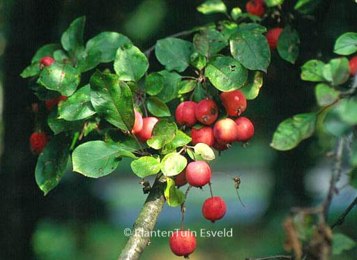 Malus ‘Neville Copeman’