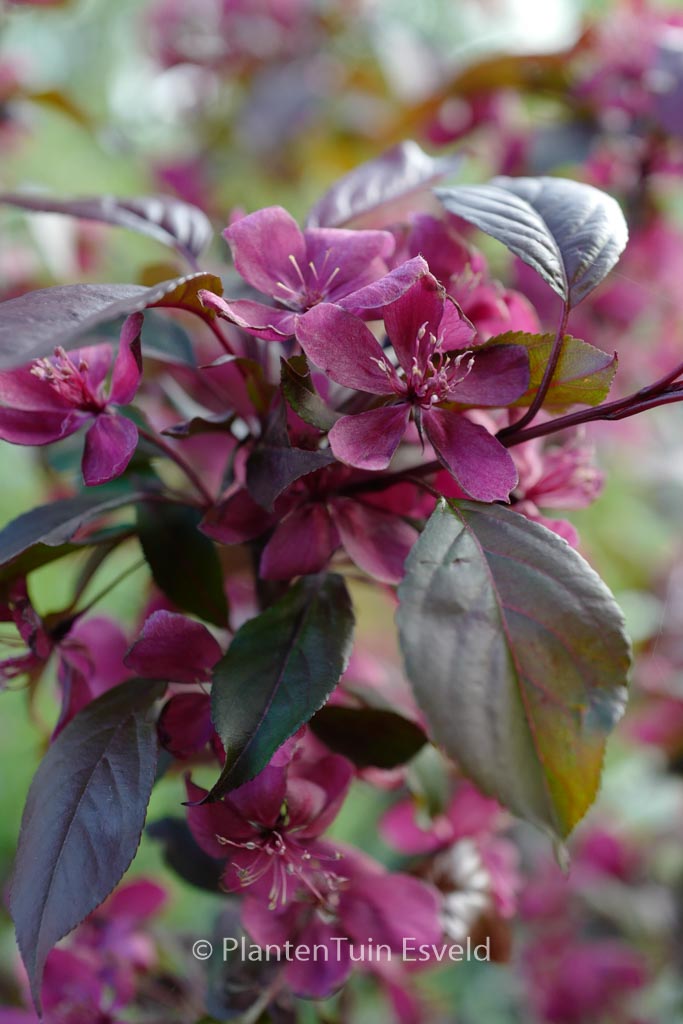 Malus ‘Profusion’