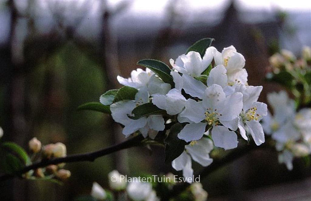 Malus ‘White Angel’