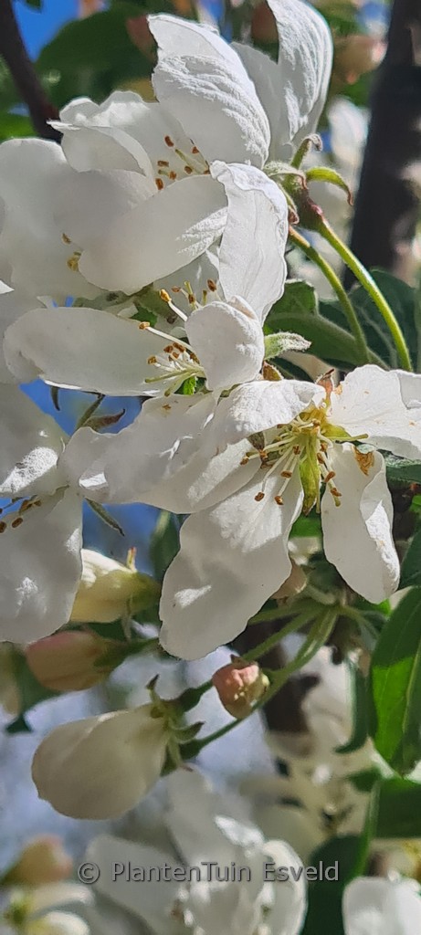 Malus baccata ‘Street Parade’