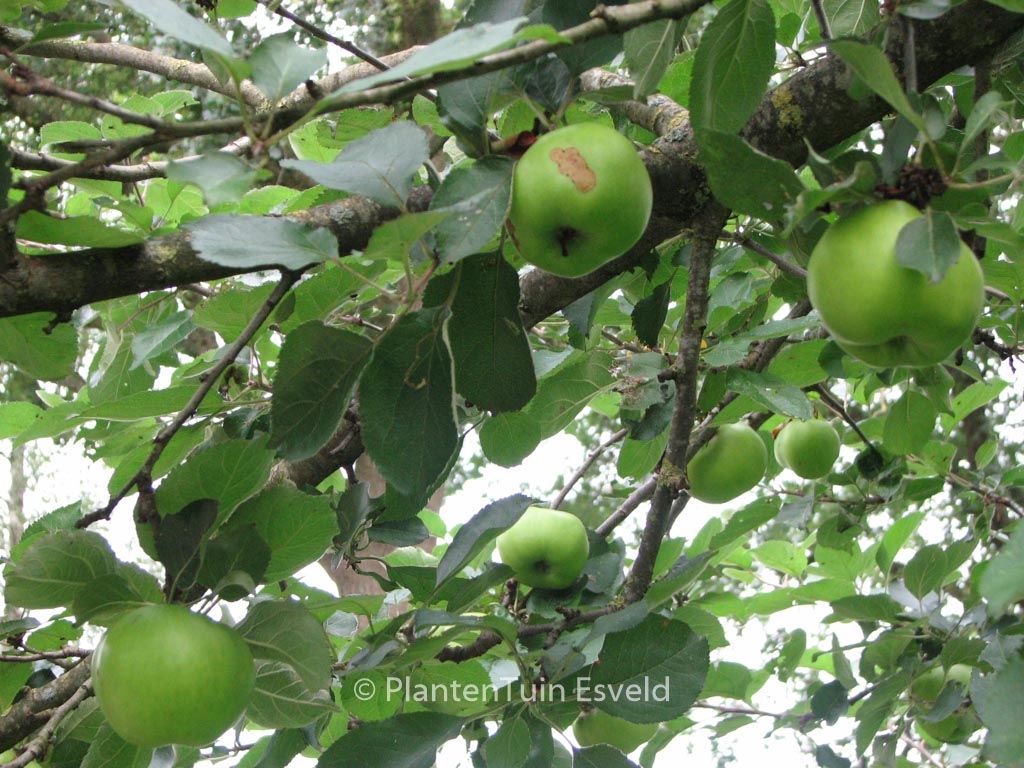 Malus domestica ‘Bramley’s Seedling’