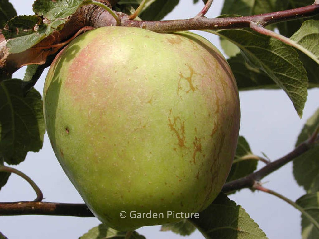 Malus domestica ‘Glockenapfel’