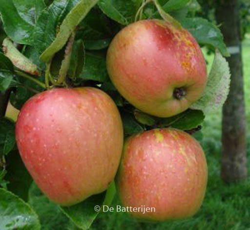 Malus domestica ‘Groninger Kroon’