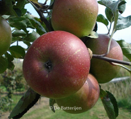 Malus domestica ‘Jan Steen’