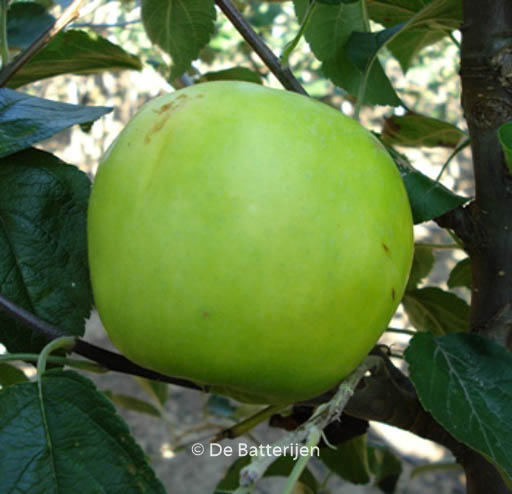 Malus domestica ‘Lombarts Calville’