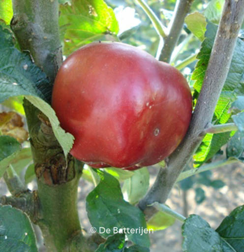 Malus domestica ‘Red Jonaprince’