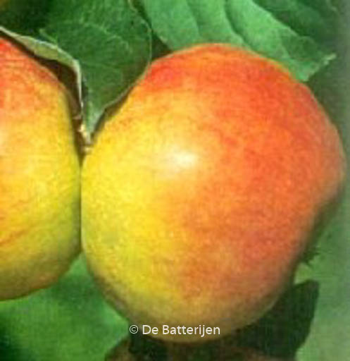 Malus domestica ‘Roter Gravensteiner’