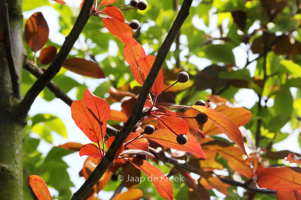 Malus domestica ‘Scarlet Benoni’