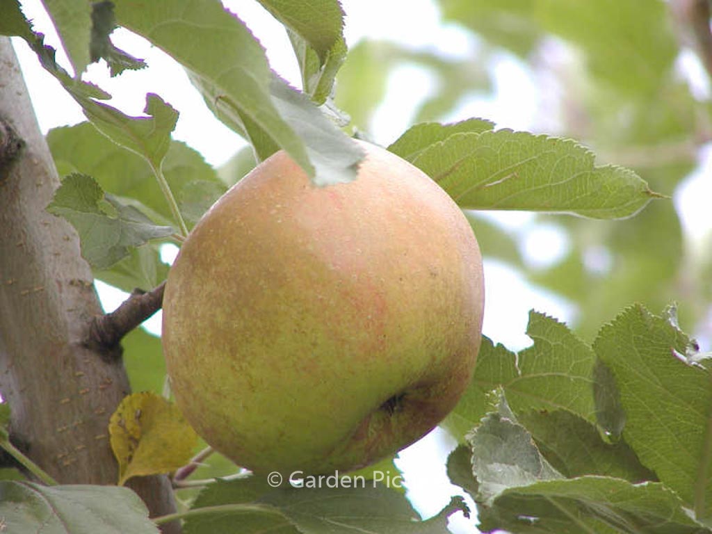 Malus domestica ‘Schone van Boskoop’