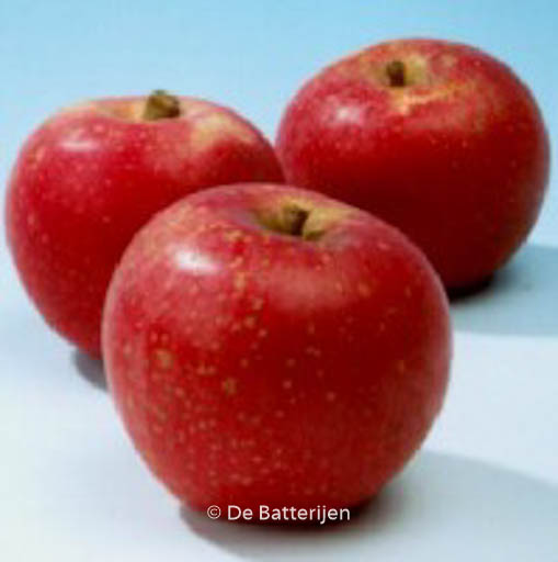 Malus domestica ‘Sterappel’