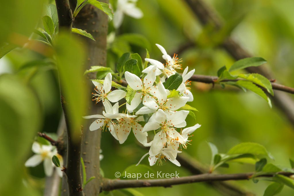 Malus toringo ‘Brouwers Beauty’