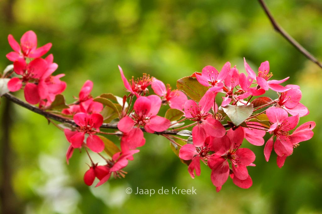 Malus toringo ‘Scarlett’