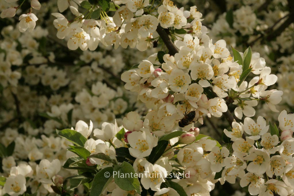 Malus toringo ‘Tina’