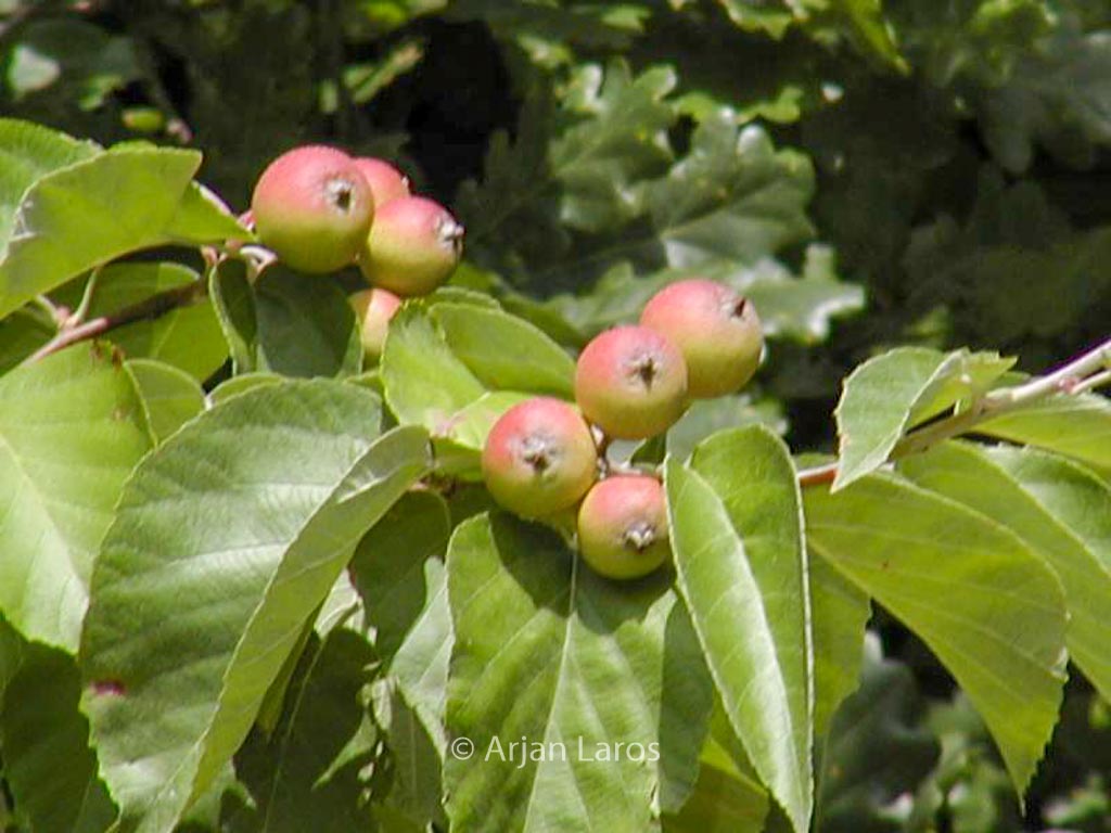 Malus tschonoskii