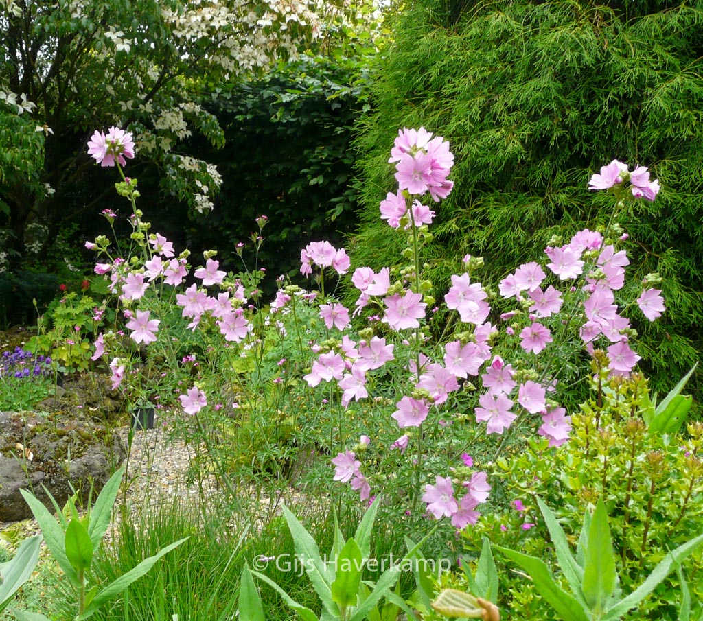 Malva moschata ‘Rosea’