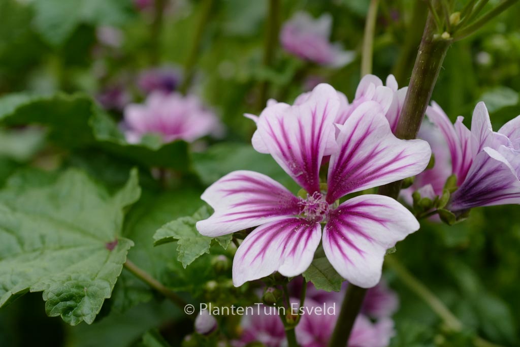 Malva sylvestris ‘Zebrina’