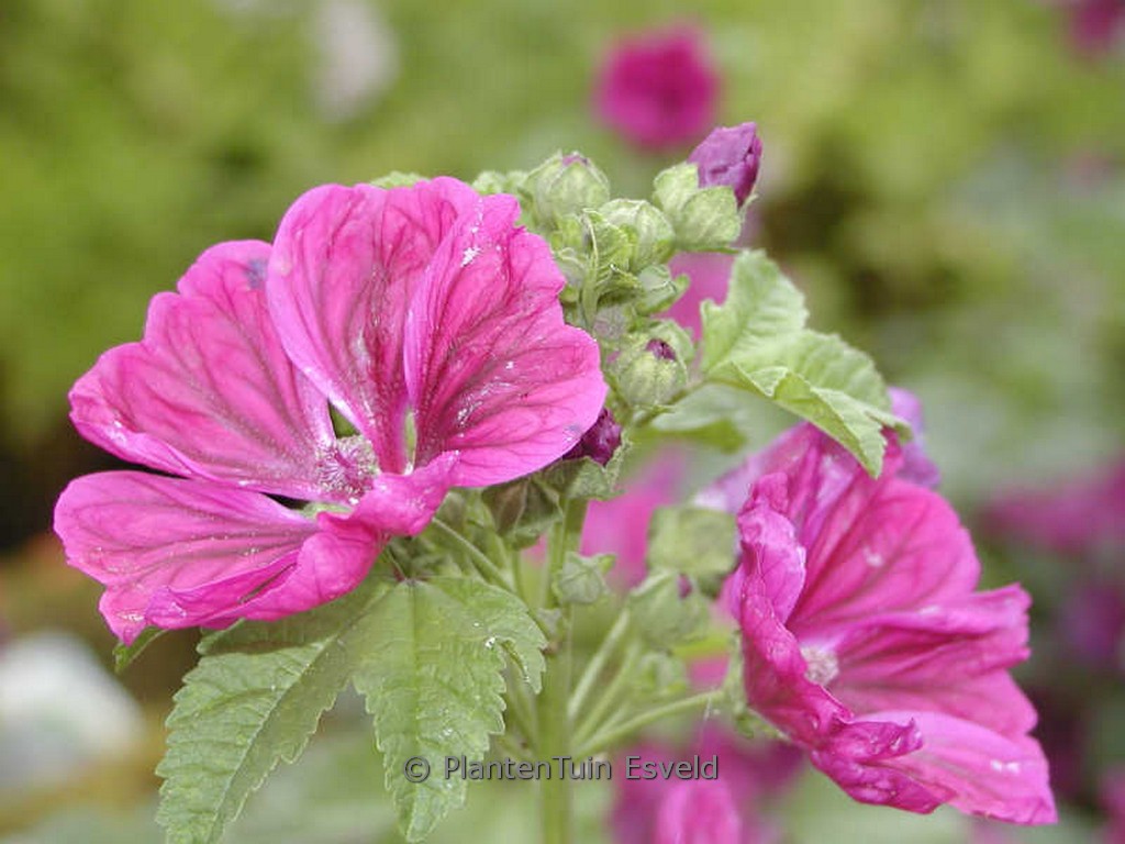 Malva sylvestris var. mauritiana