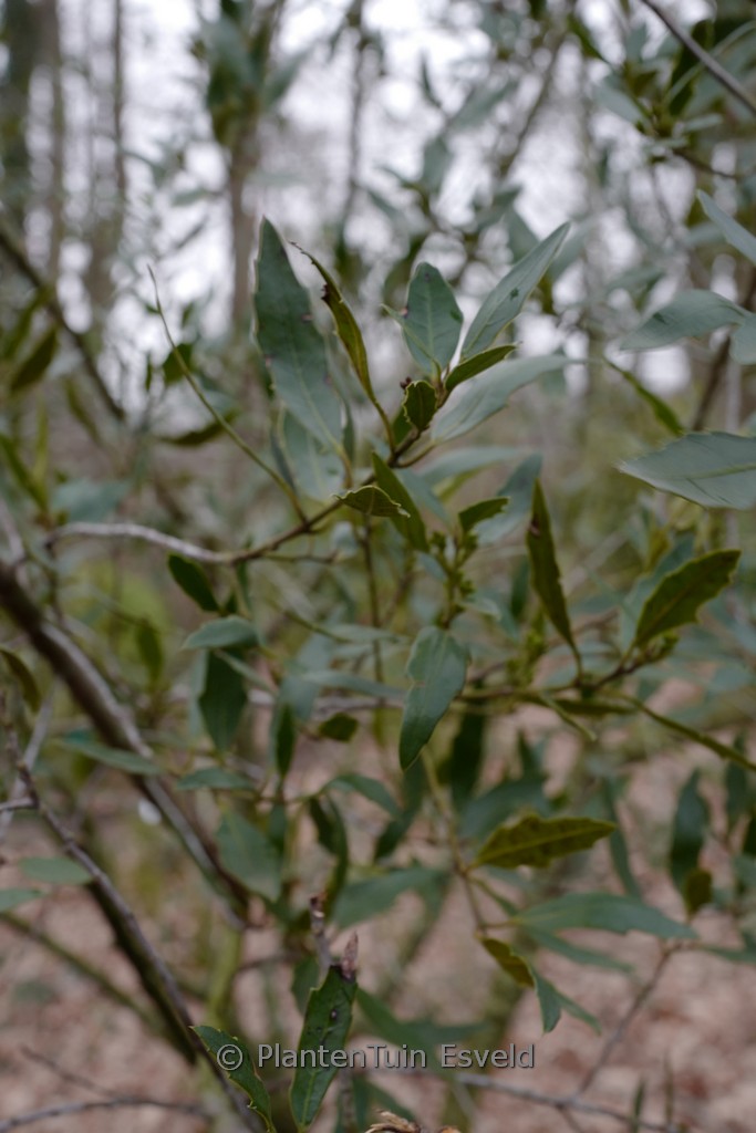 Maytenus magellanica