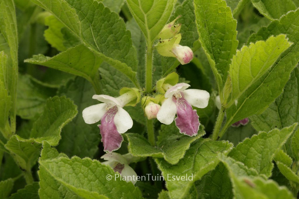Melittis melissophyllum ‘Royal Velvet Distinc