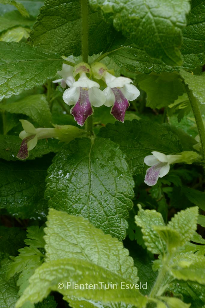 Melittis melissophyllum