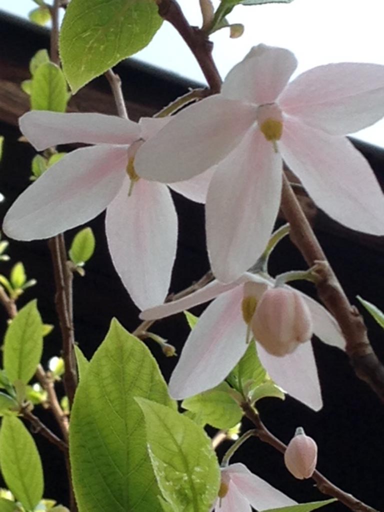 Melliodendron xylocarpum