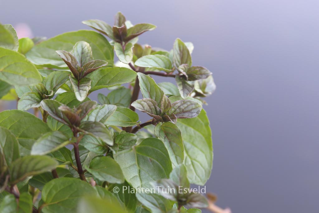 Mentha piperita ‘Chocolate’