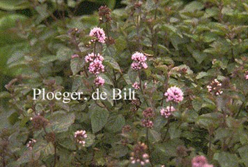 Mentha rotundifolia ‘Eau de Cologne’